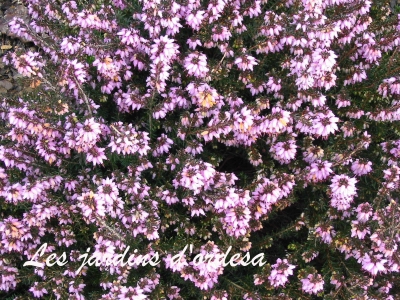 Erica darleyensis ghost hill 
